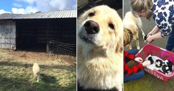 Mama Dog Was Sad When 7-Pups Passed In Fire. Then They Showed Mama A Litter Of Orphans