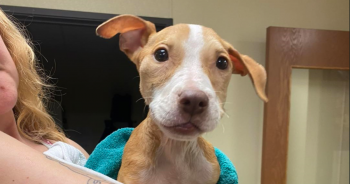 You Helped This Frail Puppy Dumped In A Crate Get Nursed Back To Health