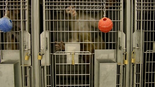 Washington State Bill Introduced to Require Transparency at Troubled UW Primate Center