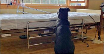 Dog Sat By Hospital Bed After Dad Passed Away, Would Not Accept He Was Gone