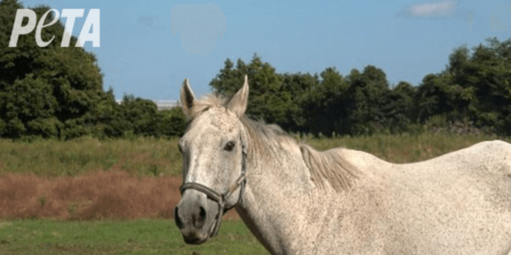 Video: American Racehorse Rescued Outside Korean Slaughterhouse—See Her Now!