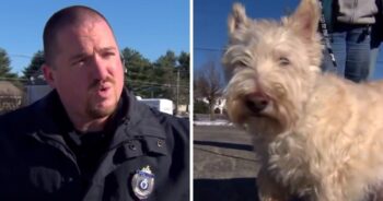 Tiny Dog Runs Up To Cop, Starts Barking Loudly And ‘Begs’ Cop To Follow Him