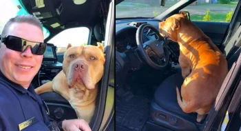 Cop Responds To Call About ‘Vicious’ Pit Bull On The Loose, Good Boy Hops In Police Car