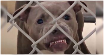 Growling Pit Bull Wasn’t Allowed To Be Adopted But Dog-Lover Made It Her ‘Mission’