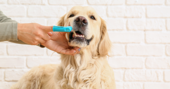 February Is Pet Dental Care Month: Get Started With A Dental Routine!