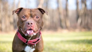 Can Pit Bulls Eat Bananas?