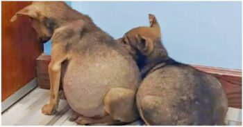 Swollen Bellied Pups Clung To One Another & Fearfully Stared At A Wall