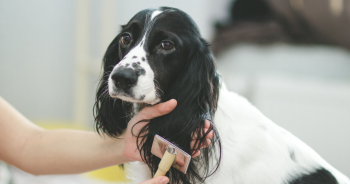 How Can I Save Money On Grooming?