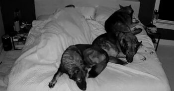 Night-Vision Captures What It’s REALLY Like To Sleep With Big Dogs