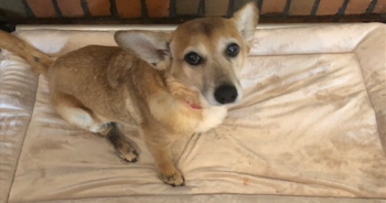 This Pup Was All Alone After His Owner Died Until You Helped Him Find Happiness