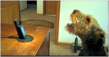 Dog Missed His Mom So He Calls Her On The Phone And Gives Her An ‘Earful’