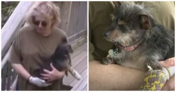 Dog Mom Fights Off Deranged Animal Attacking Her Dog In Backyard