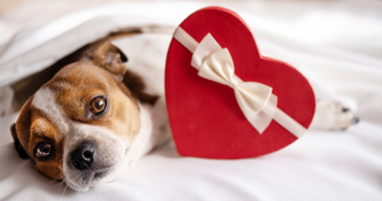 12 Best Valentine’s Day Gifts For Dog Lovers