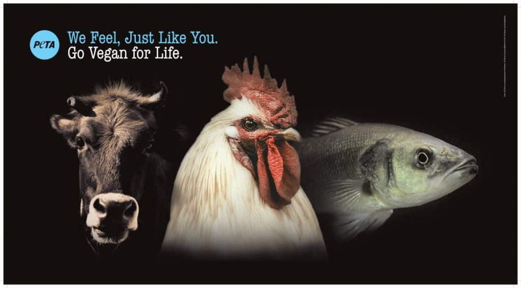 ‘We Feel, Just Like You’: Animals Make Vegan Plea Over McDonalds, Courtesy of PETA