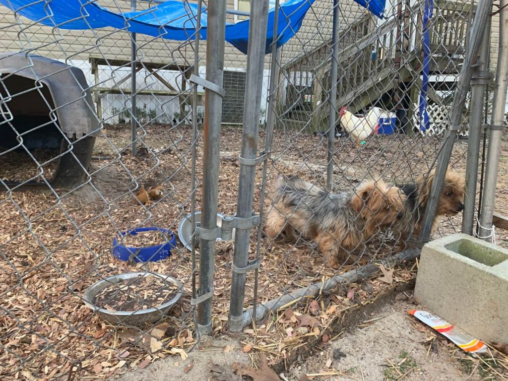 Dogs Found by PETA Left Chained Outdoors in Bone-Chilling North Carolina