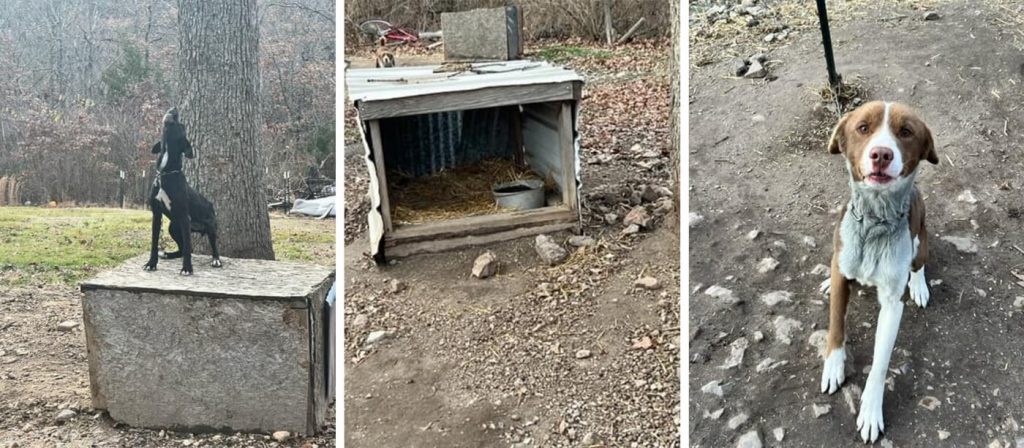 Four Chained Dogs in Miller County, Missouri, Are Facing Lethal Subzero Temps—Will You Help Them?