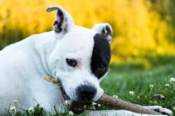How to Help a American Staffordshire Terrier Lose Weight