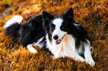 How to Clean a Border Collie’s Ears