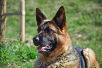 Can German Shepherds Eat Bananas?