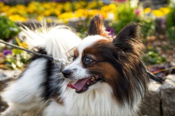 How to Clean a Papillon’s Ears