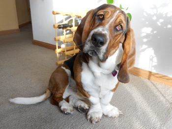 How to Clean a Basset Hound’s Ears