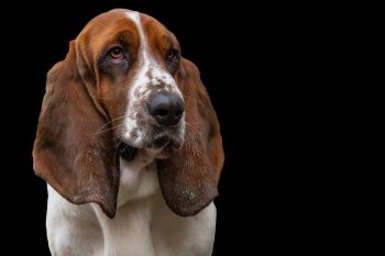 Are Basset Hounds The Worst Dog? – Food for Thought