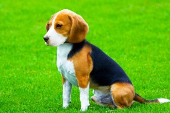 How to Help a Beagle Lose Weight