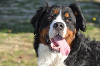 Are Bernese Mountain Dogs The Worst Dog? – Food for Thought