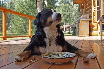 How to Help a Bernese Mountain Dog Lose Weight