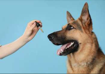 Best CBD & Hemp Oils for Dogs in 2024 – For Joint Discomfort, Stress, & More