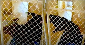 Dog Spun In Circles In His Shelter Kennel For Four Years