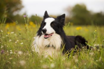 How to Help a Border Collie Lose Weight