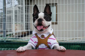 How to Help a Boston Terrier Lose Weight