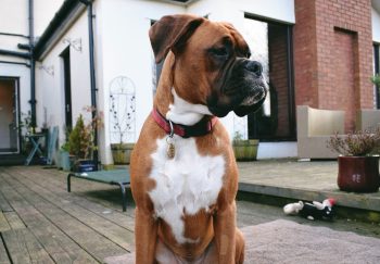 8 Best Guard Dog Breeds for Home Security