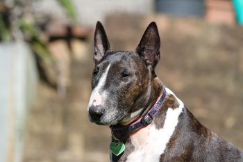 Can Bull Terriers Eat Bananas?