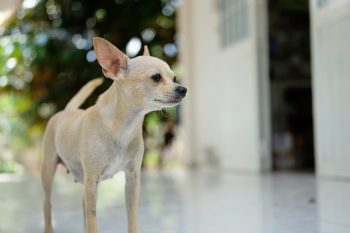 How to Clean a Chihuahua’s Ears