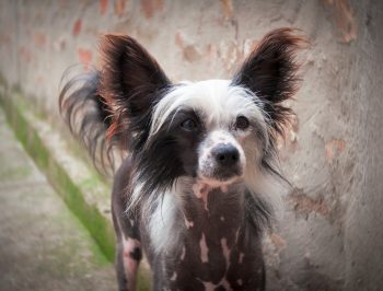 How to Help a Chinese Crested Lose Weight