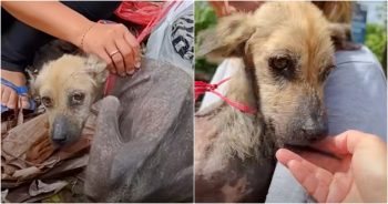 When They Found Tethered Dog, She Was Seeking Food In Bag Of Rubbish