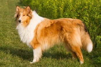 Are Collies The Worst Dog? – Food for Thought