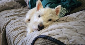 The 11 Best Couch Covers For Dogs In 2024