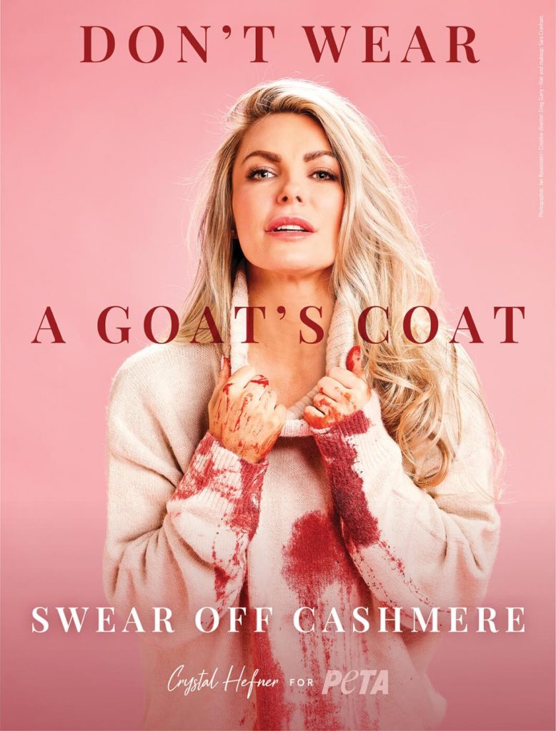 ‘Blood on Your Hands’: Crystal Hefner Calls Out Cruelty Behind Cashmere in New PETA Campaign