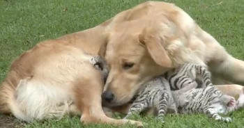 A Mama Abandoned Her Babies, But Golden Retriever Stepped In To Help