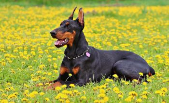 How to Help a Doberman Lose Weight
