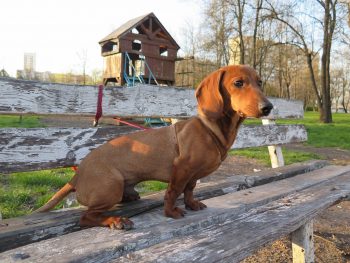 How to Clean a Dachshund’s Ears