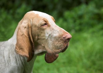 How to Help a Bloodhound Lose Weight