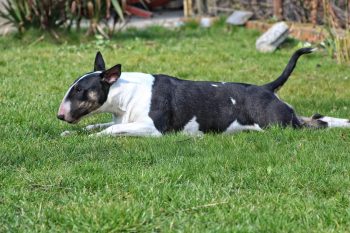 How to Clean a Bull Terrier’s Ears