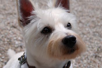 How to Clean a Westie’s Ears