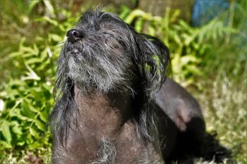 How to Clean a Chinese Crested’s Ears