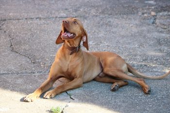 How to Help a Vizsla Lose Weight