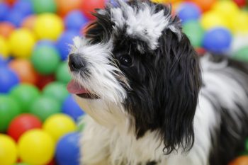 Are Shih Tzu’s The Worst Dog? – Food for Thought